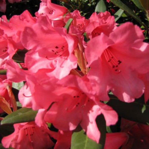 Rhododendron Christmas Cheer - Hardy Hybrid | ScotPlants Direct